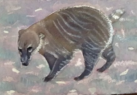 Tailless brown nosed coati found wandering wild near Woodcote in Oxfordshire.