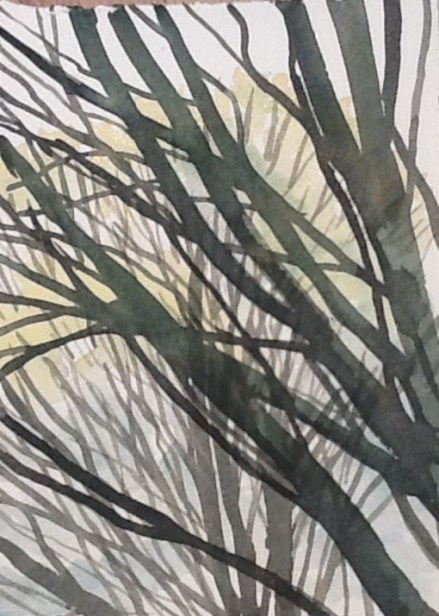 Uninspiring light today, but the hornbeams are still making patterns.