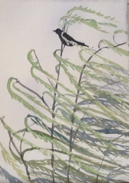 The crow in the wind in the willow