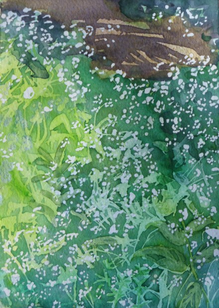 Dappled light on cow parsley